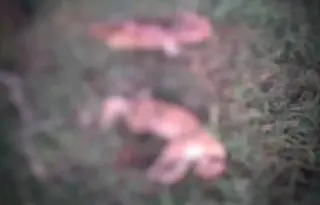 Carcaças de onças-pardas abatidas são encontradas em fazenda de MS