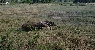 Tamanduá invade quintal de residência e é resgatado pela  PMA em Cassilândia