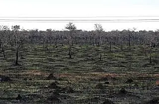 Área queimada no Pantanal sul-mato-grossense diminui 92,8% no início de 2025 em comparação a 2024