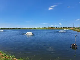 Piscicultura de Mato Grosso do Sul deve alcançar 50 mil toneladas de produção em 2025