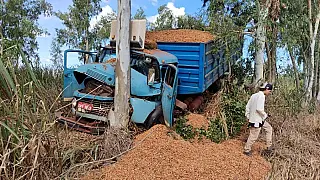 Caminhão Carregado com Amendoim Colide Contra Árvore