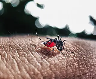 Paranaíba registra 167 casos confirmados de dengue e 13 de Chikungunya