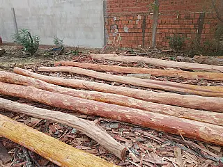 PMA de Aparecida do Taboado e de Miranda autuam dois por exploração ilegal de madeira