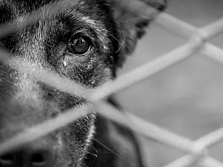 Aparecida do Taboado nova Regra para Nomeações