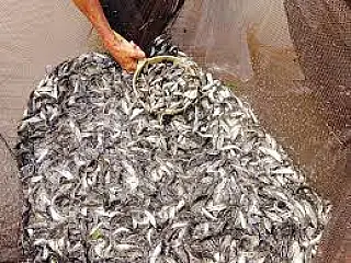CTG Brasil conclui soltura de 750 mil peixes nos reservatórios de Ilha Solteira e Jupia