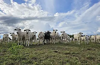 MS avança com políticas públicas estruturantes, crédito e tecnologias