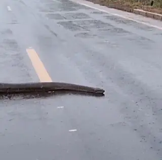 Sucuri foi encontrada perto do cemitério municipal de Cassilândia