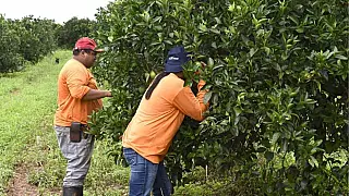 Venda clandestina de mudas ameaça expansão da citricultura em Mato Grosso do Sul