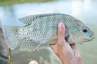 Estado quer elevar em quase 50% a produção de peixes de cultivo no Estado.

