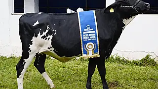 Vaca de Aparecida do Taboado é destaque absoluto na 86ª Expogrande