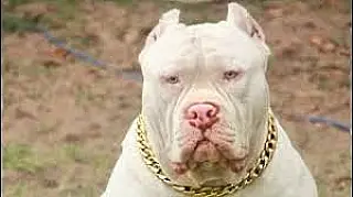 Atacado por 3 pit bulls, rapaz sai do coma e deve passar por terceira cirurgia em Campo Grande