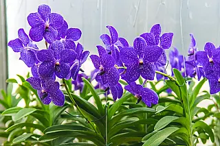 O Dia do Orquidófilo é celebrado em 22 de junho