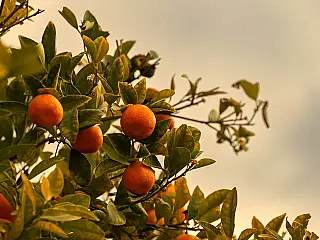 Dia do Citricultor destaca a importância dos produtores para a economia e a alimentação dos brasilei