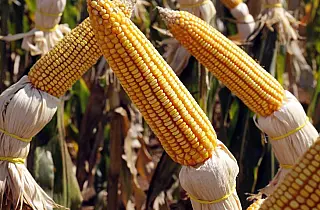 MS estima safrinha recorde de milho com alta de 80,9%