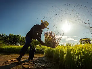 Dia do Lavrador celebra o trabalhador que cultiva a terra e sustenta o país