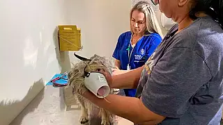 TJMS mantém obrigação de pronto atendimento veterinário 24h