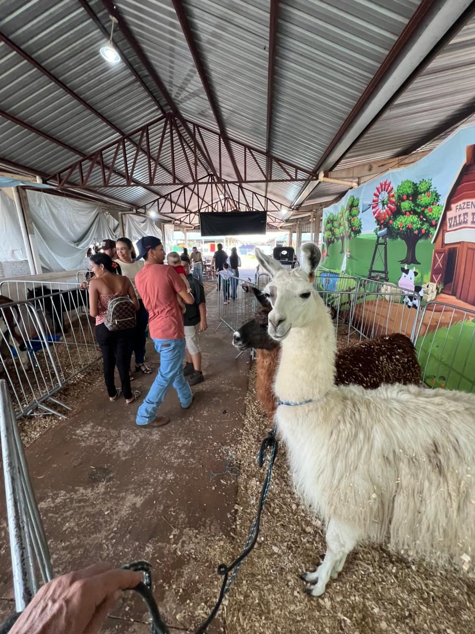 O espaço é enriquecido por diversas espécies de mini animais, com destaque para lhamas, mini vacas e mini pôneis | Foto: Jota FM