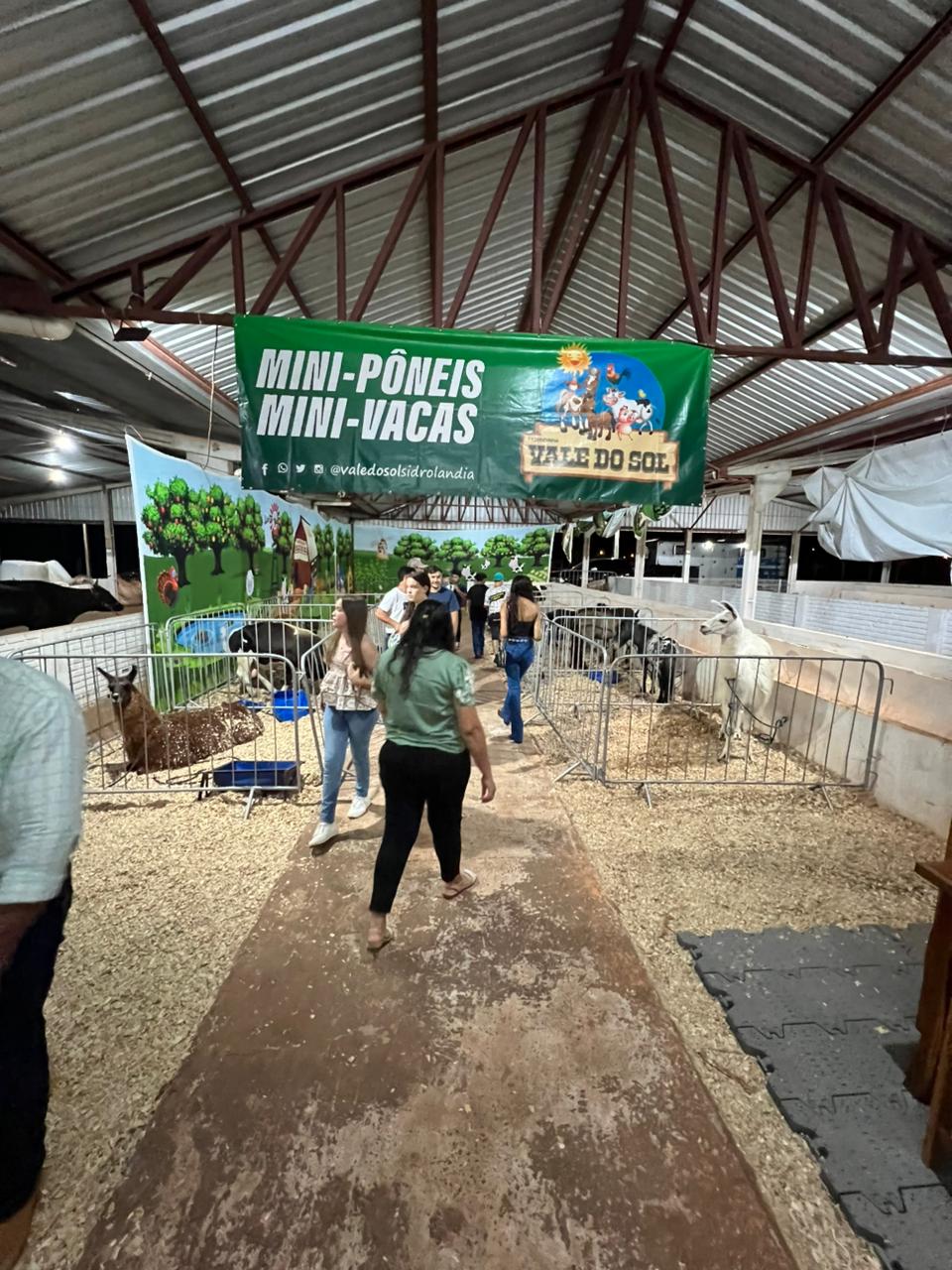 O espaço é enriquecido por diversas espécies de mini animais, com destaque para lhamas, mini vacas e mini pôneis | Foto: Jota FM