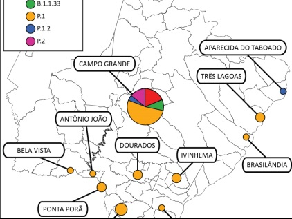 Última análise, com 37 amostras, revelou predominância da variante P1 - mais contagiosa