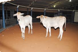 Imagem de uma das prendas do leilão da padroeira \n\n\n\n\n\n\n(foto: Costa leste News)